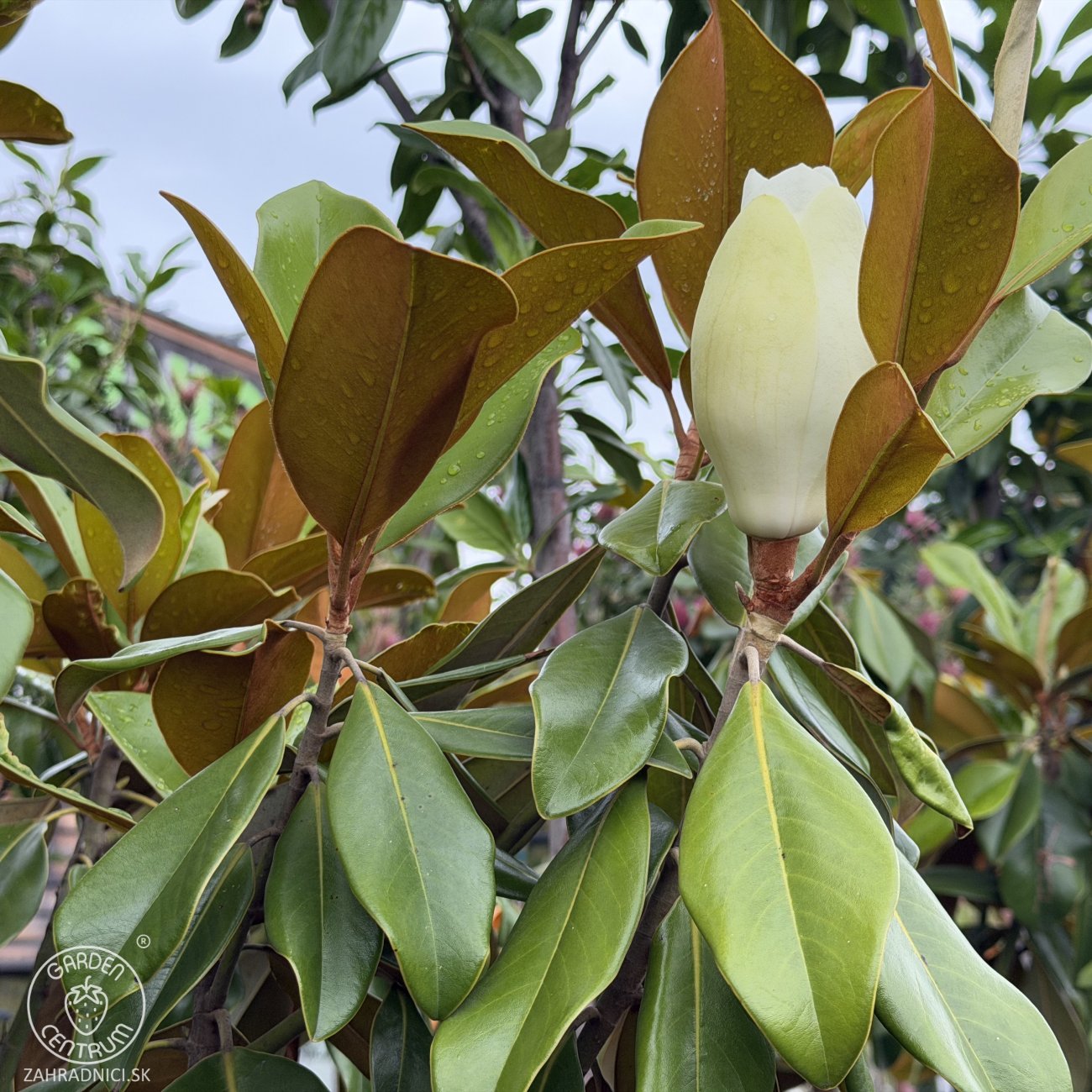 Obrázok Magnólia veľkokvetá (Magnolia grandiflora) ´GALLISONIENSIS´ - výška 250-270 cm, kont. C25L, obvod kmeňa 6/8 cm - NA KMIENKU